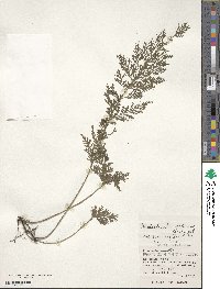 Vandenboschia striata image