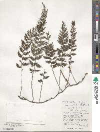 Vandenboschia striata image