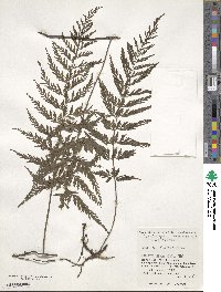 Vandenboschia striata image