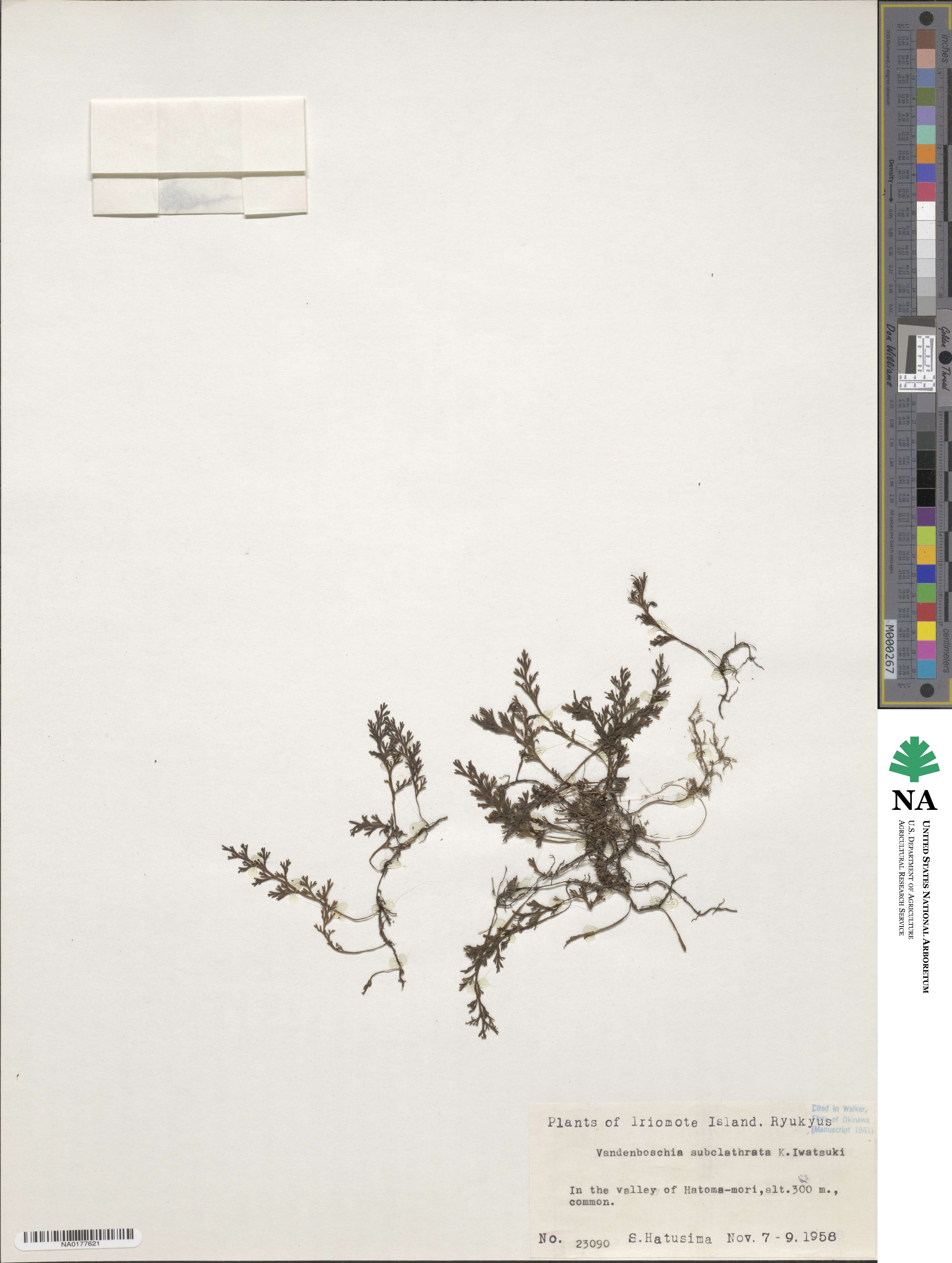 Vandenboschia subclathrata image