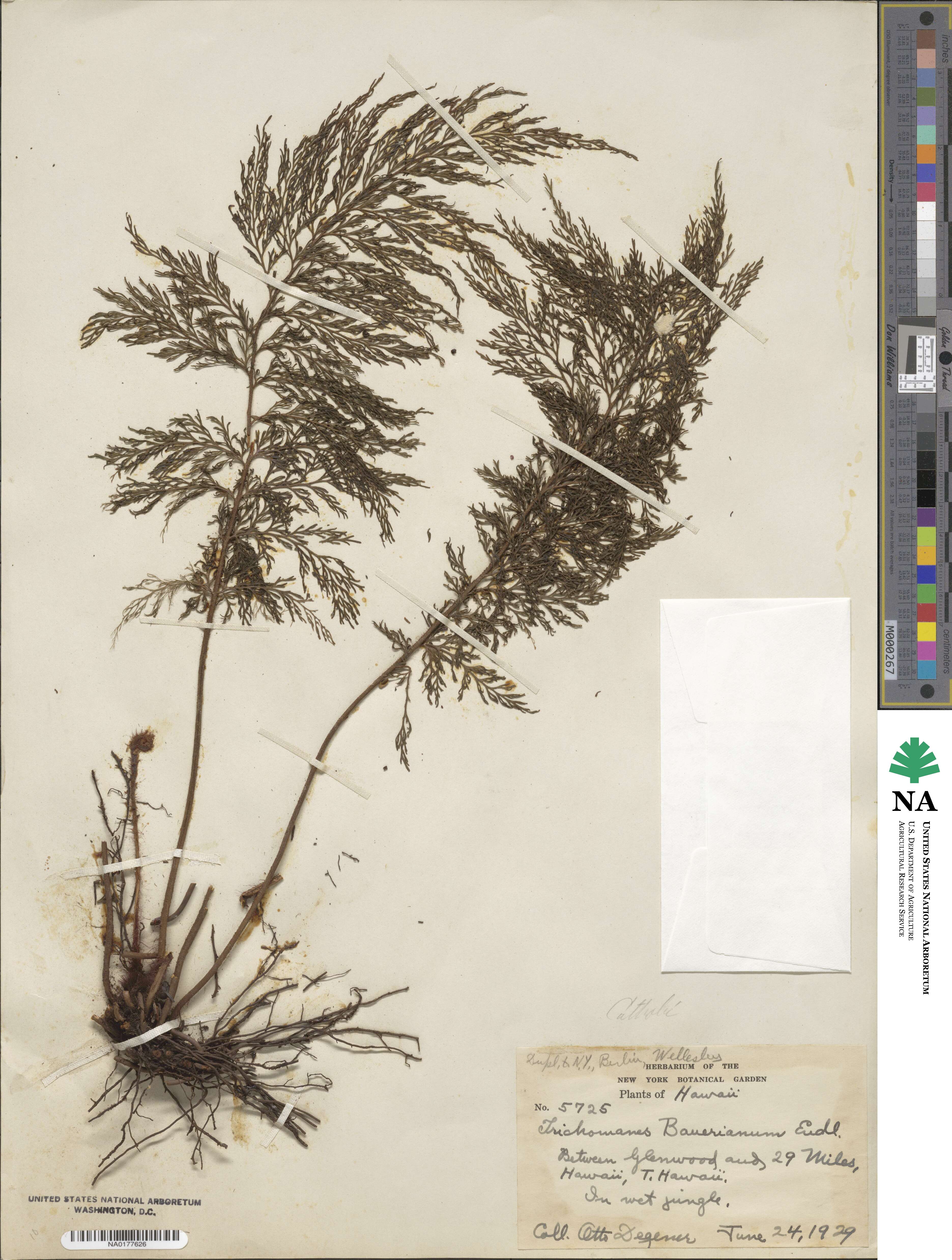 Callistopteris baueriana image