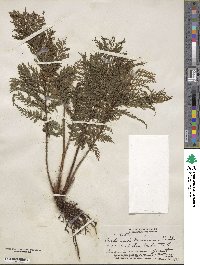 Callistopteris baueriana image