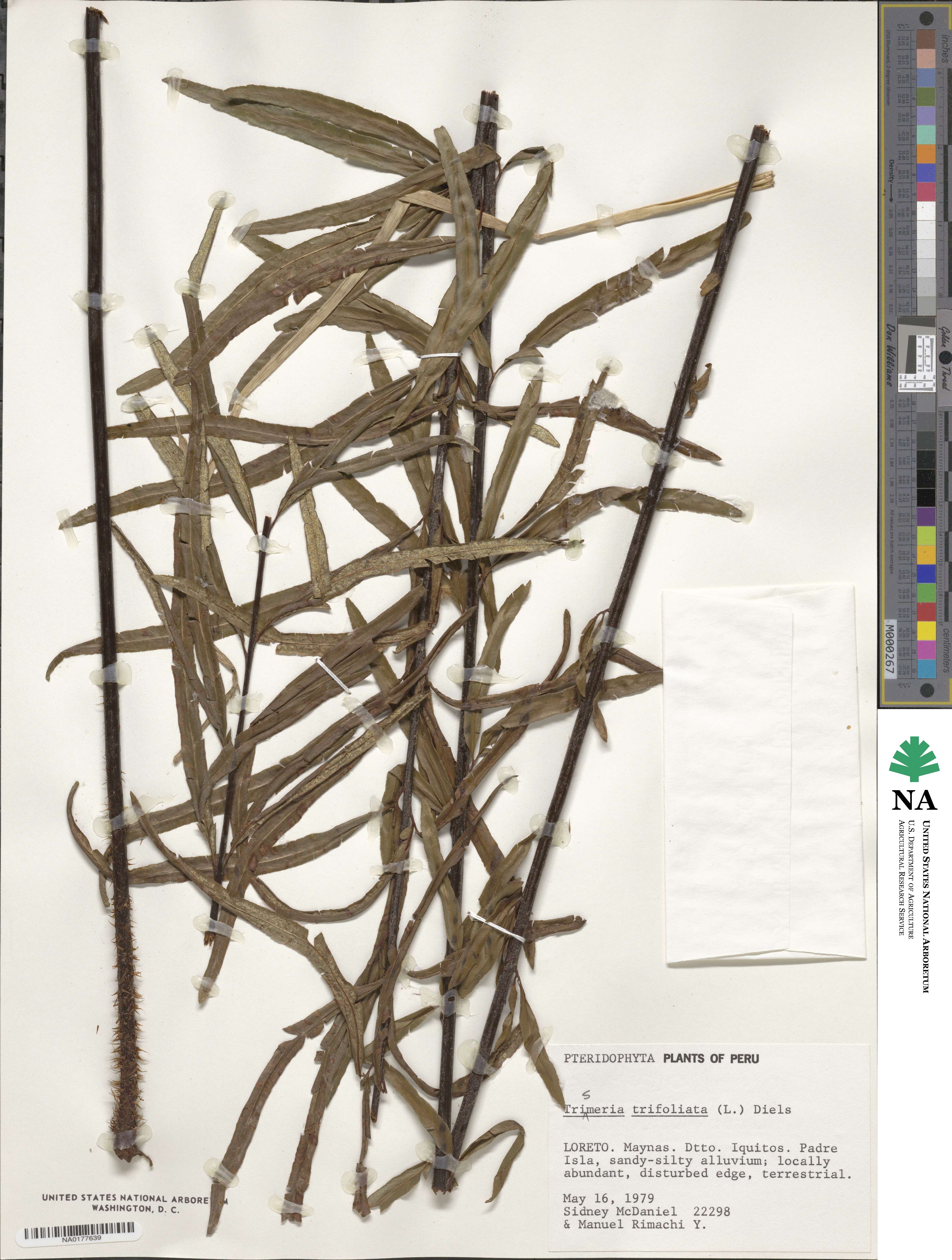 Pityrogramma trifoliata image