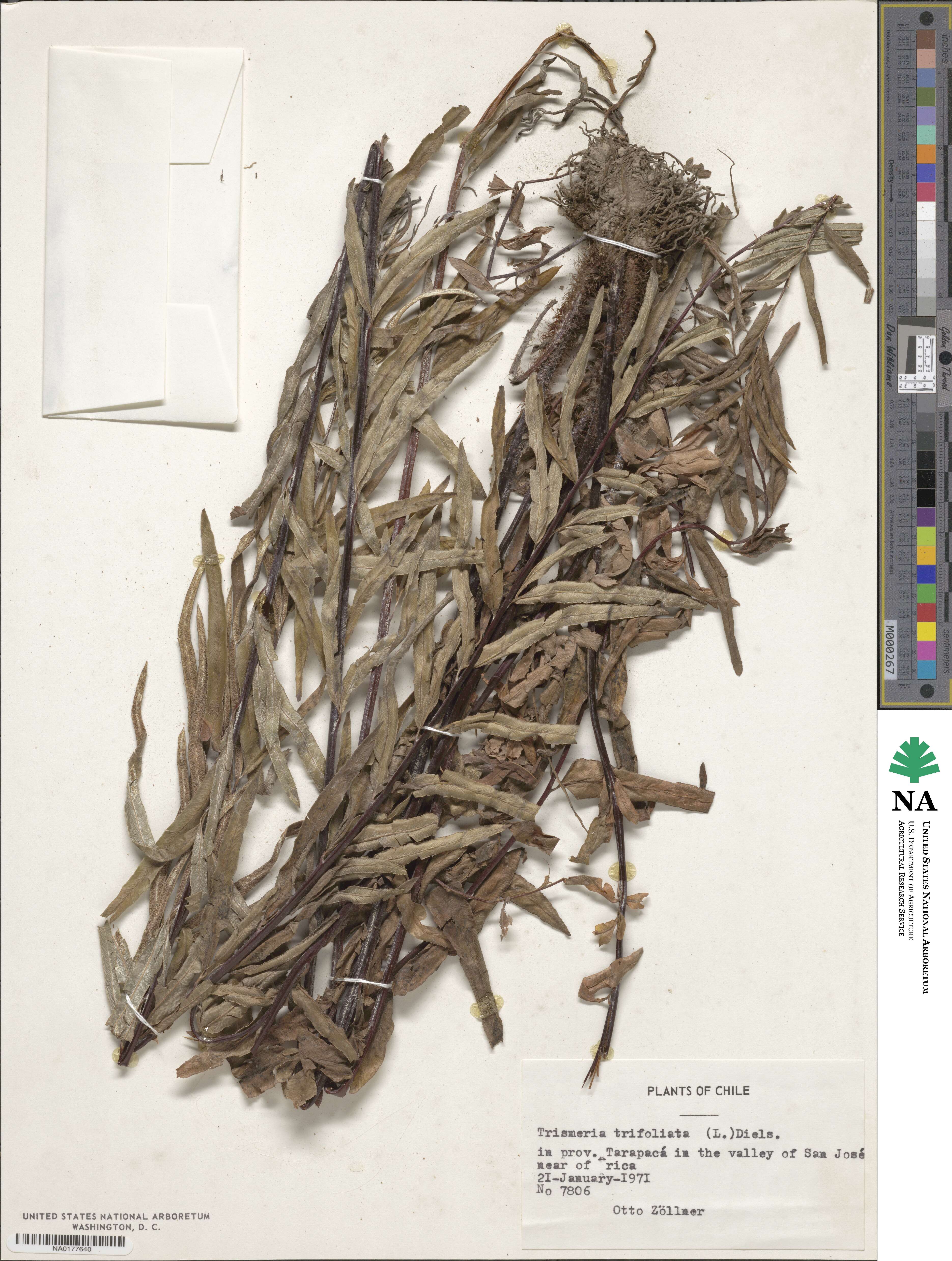 Pityrogramma trifoliata image