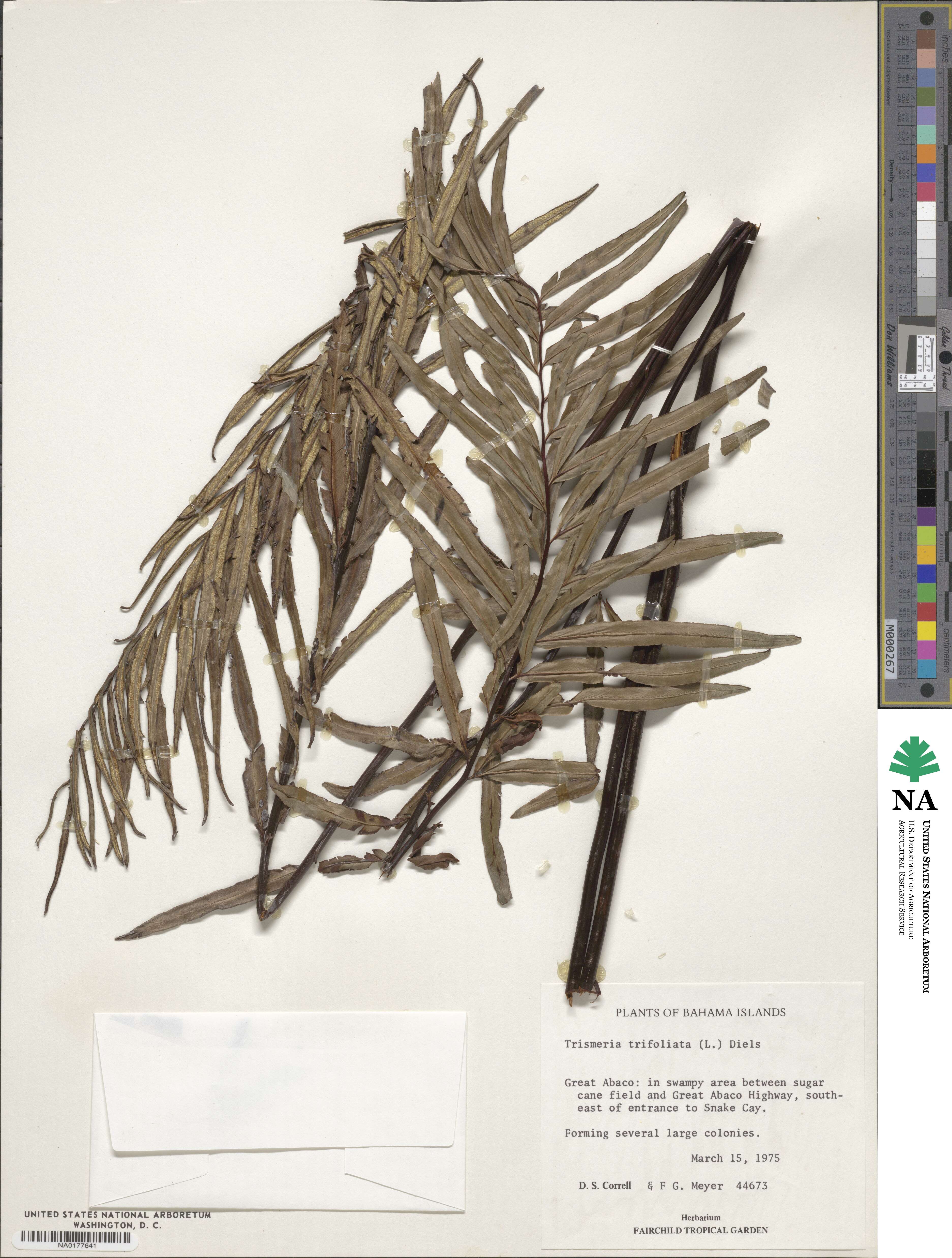 Pityrogramma trifoliata image