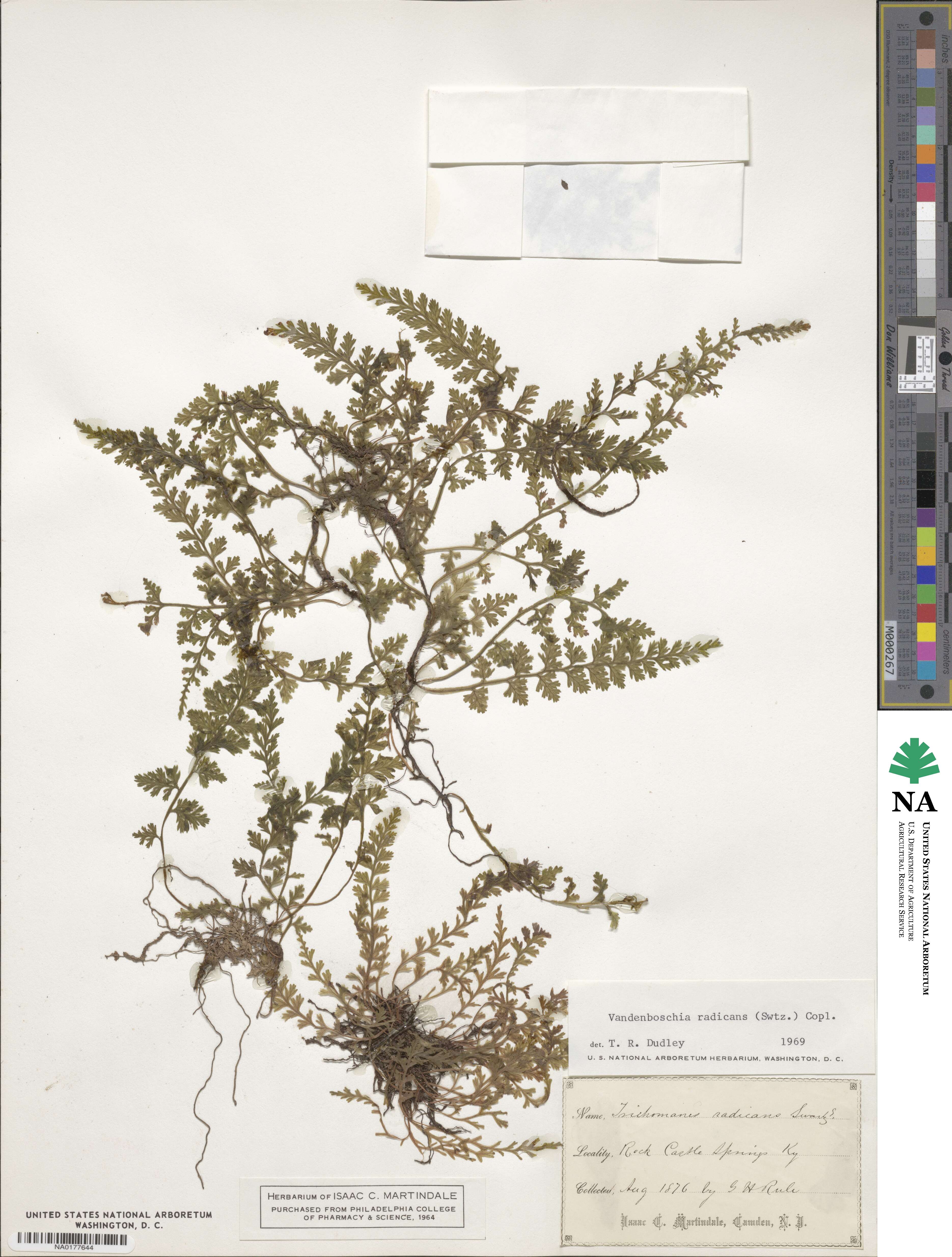 Vandenboschia radicans image