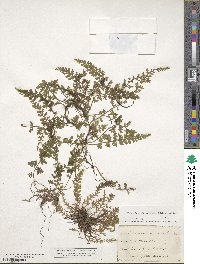 Vandenboschia radicans image