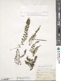 Vandenboschia radicans image