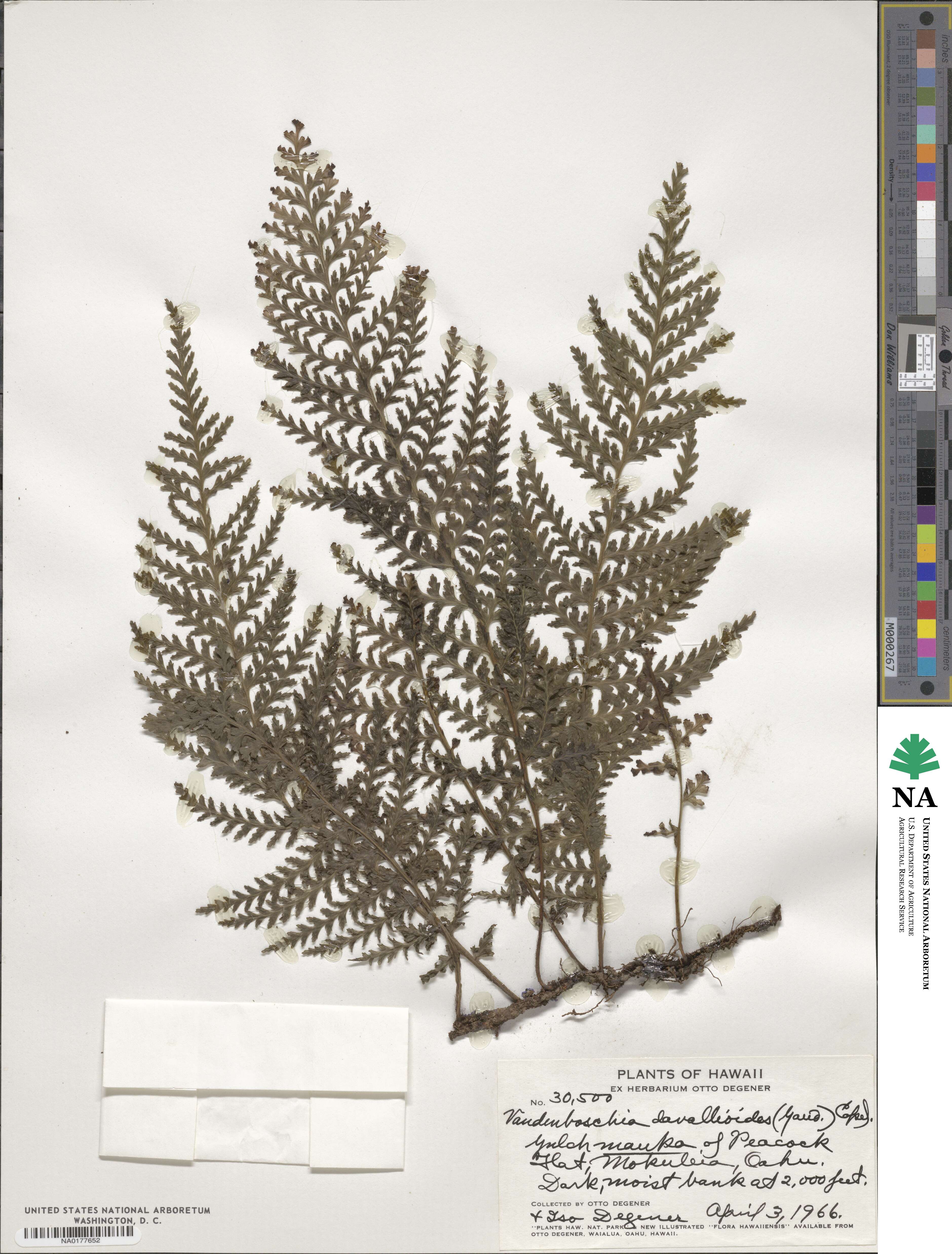 Vandenboschia davallioides image