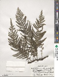 Vandenboschia davallioides image