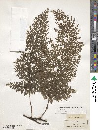 Vandenboschia radicans image