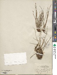 Vittaria lineata image