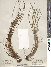 Vittaria lineata image