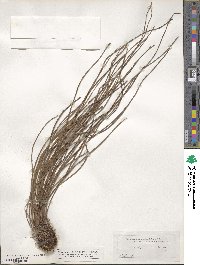 Vittaria lineata image