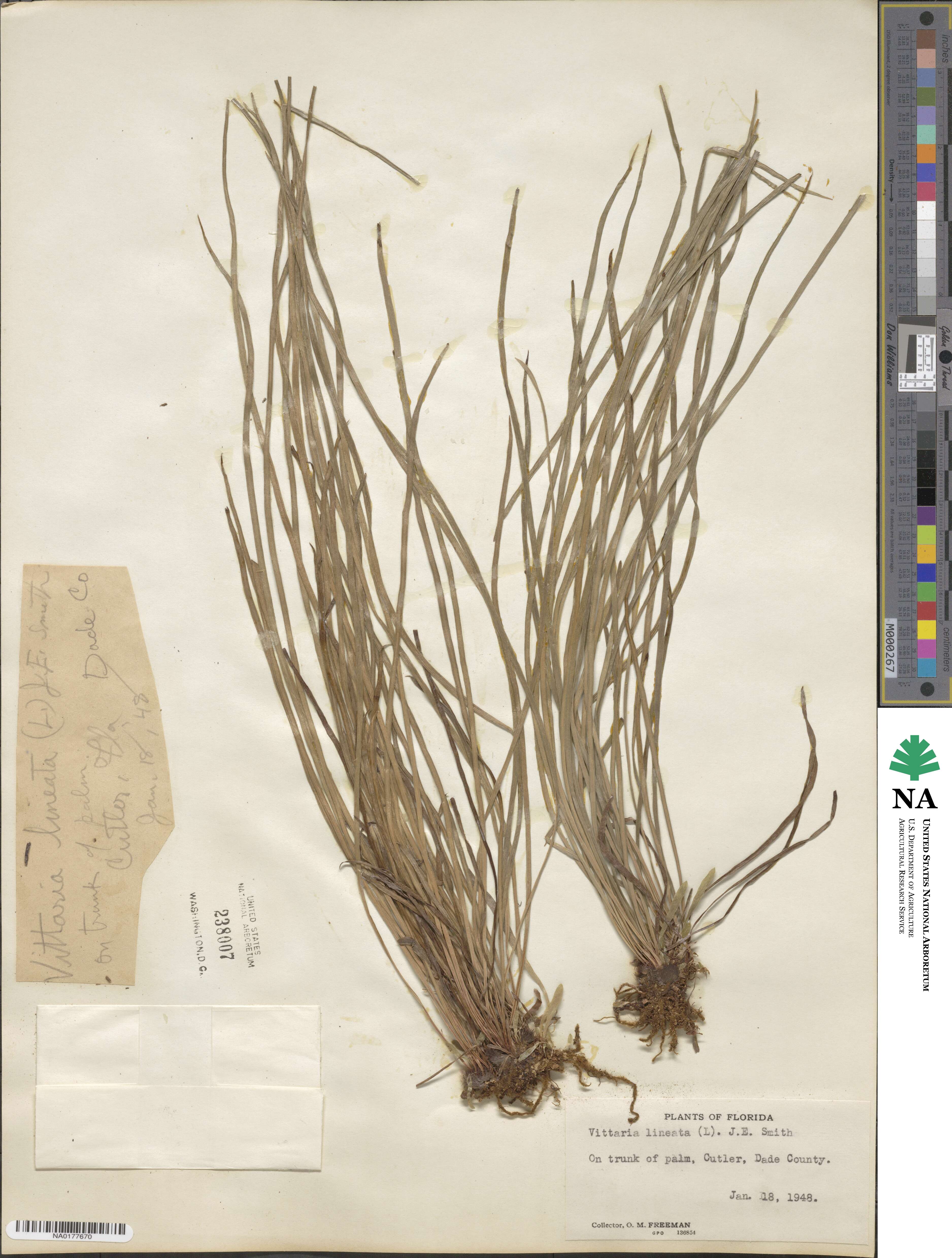 Vittaria lineata image