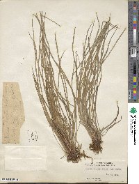Vittaria lineata image