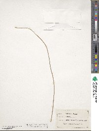 Vittaria lineata image