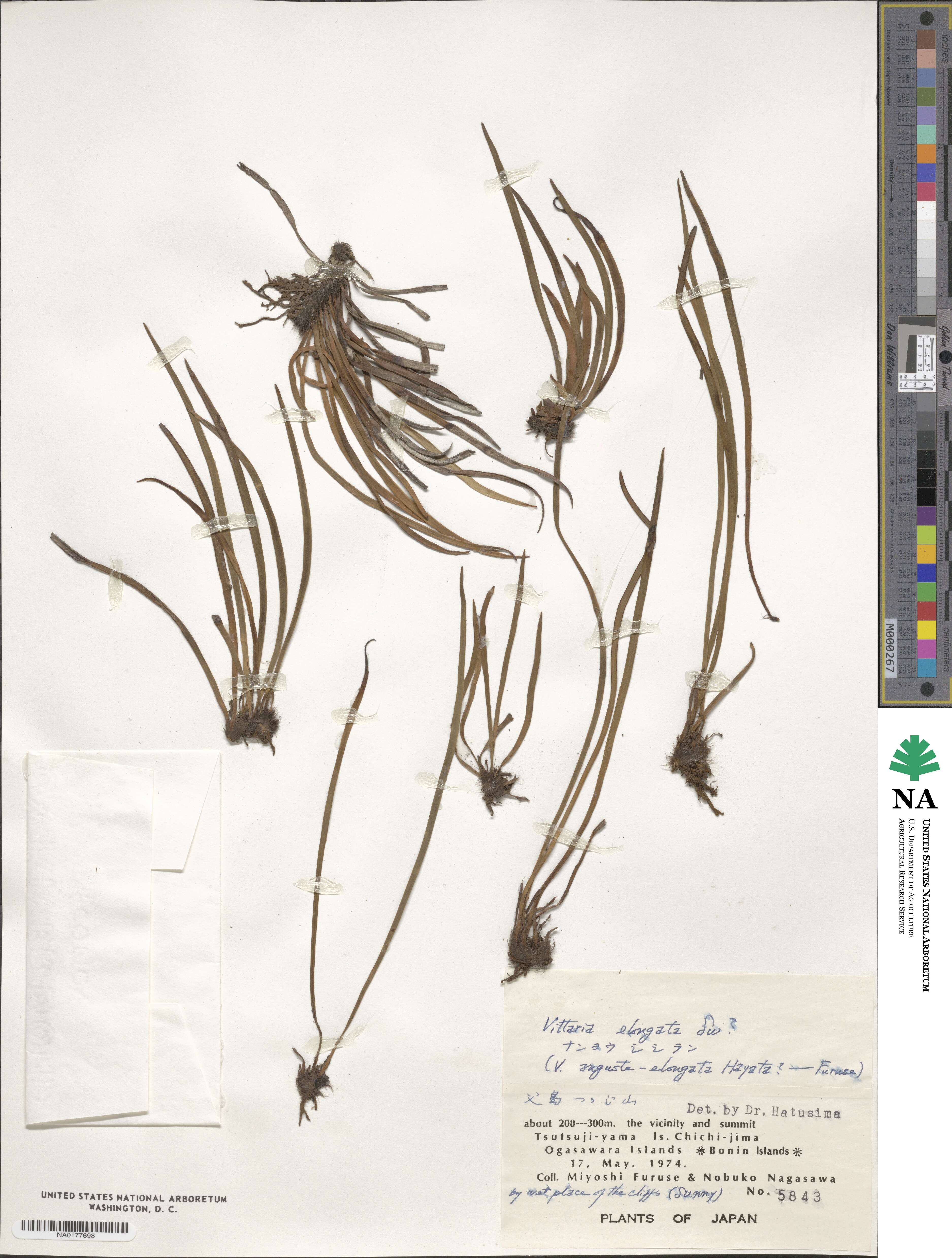 Haplopteris elongata image
