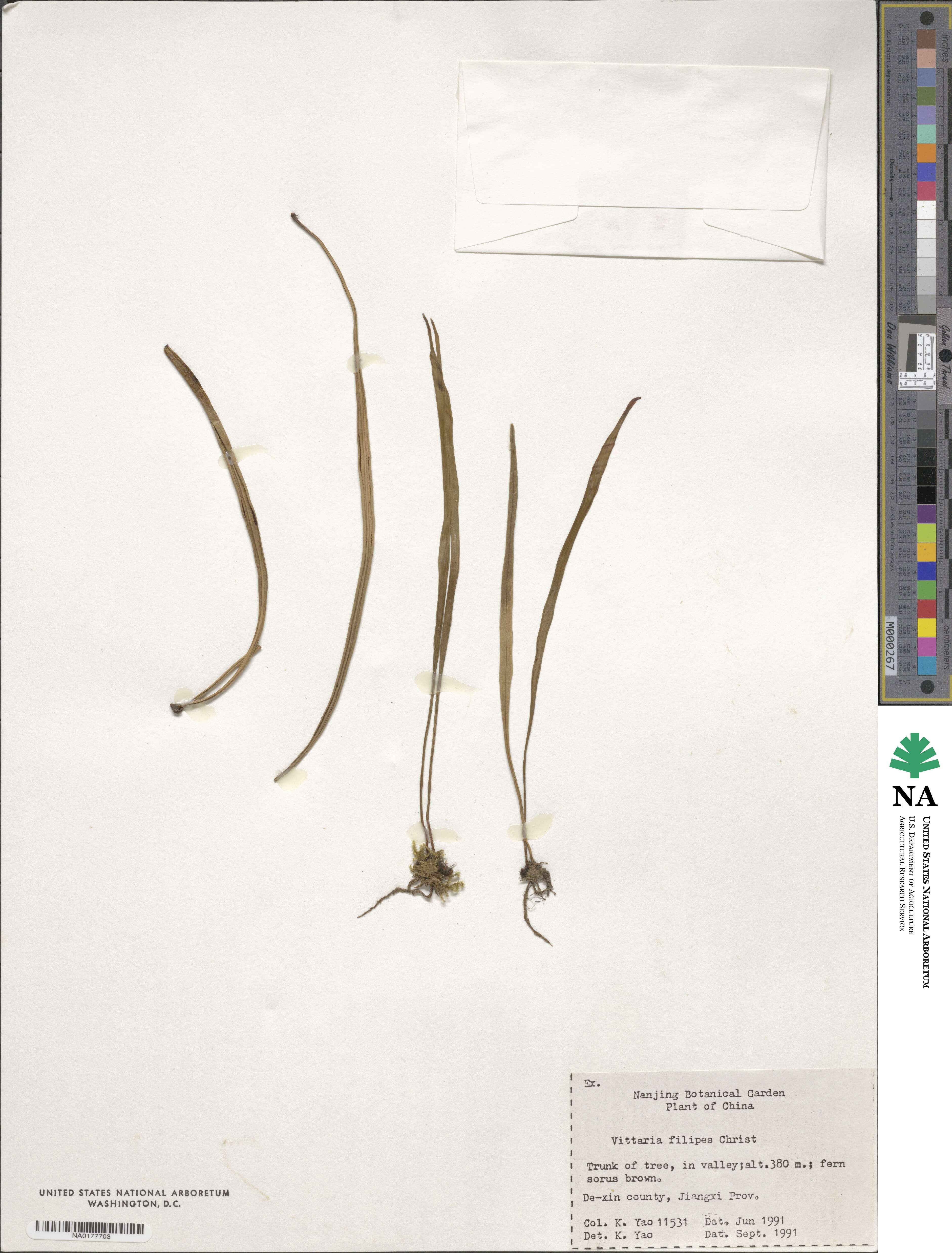 Haplopteris flexuosa image