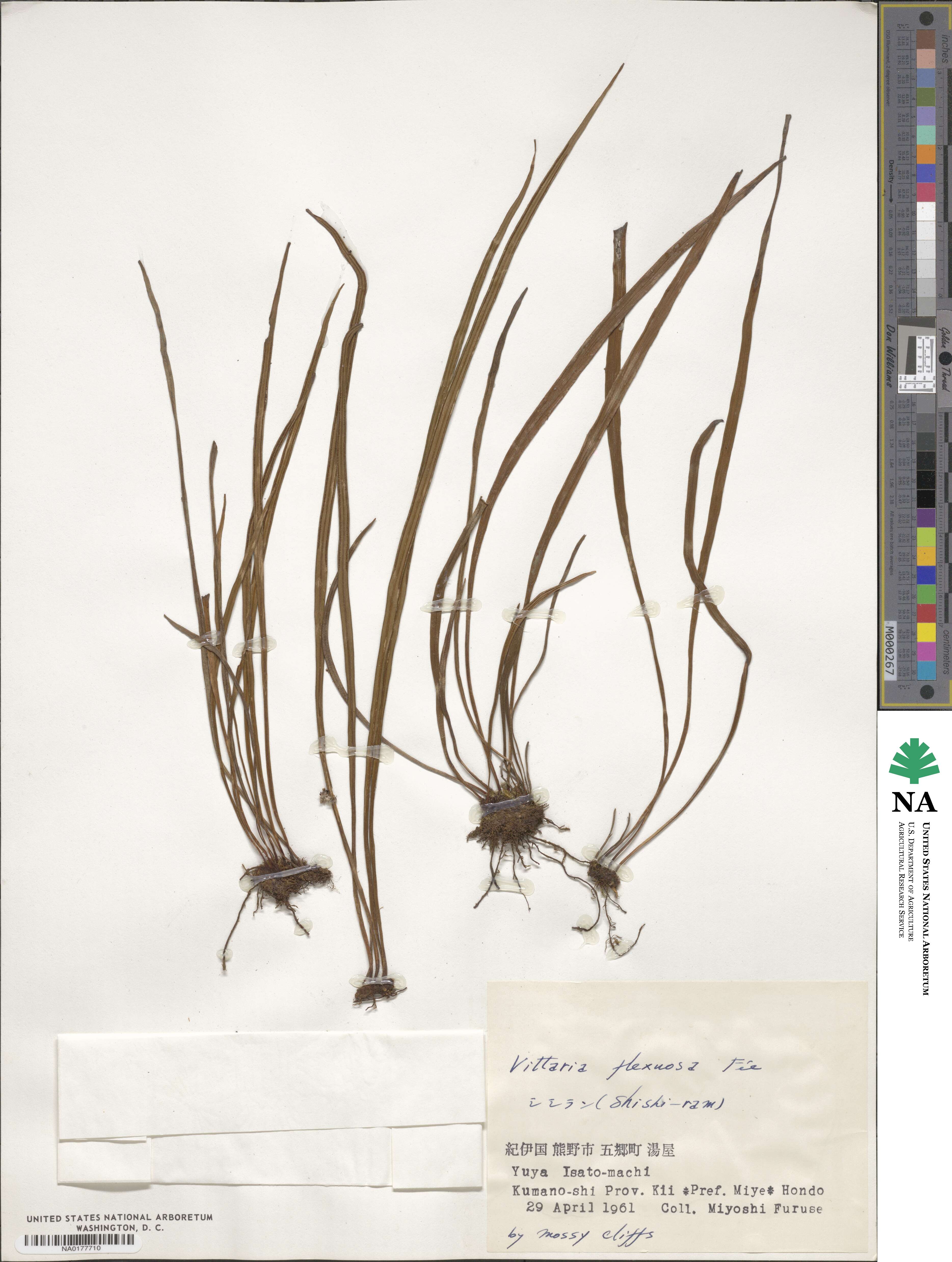 Haplopteris flexuosa image