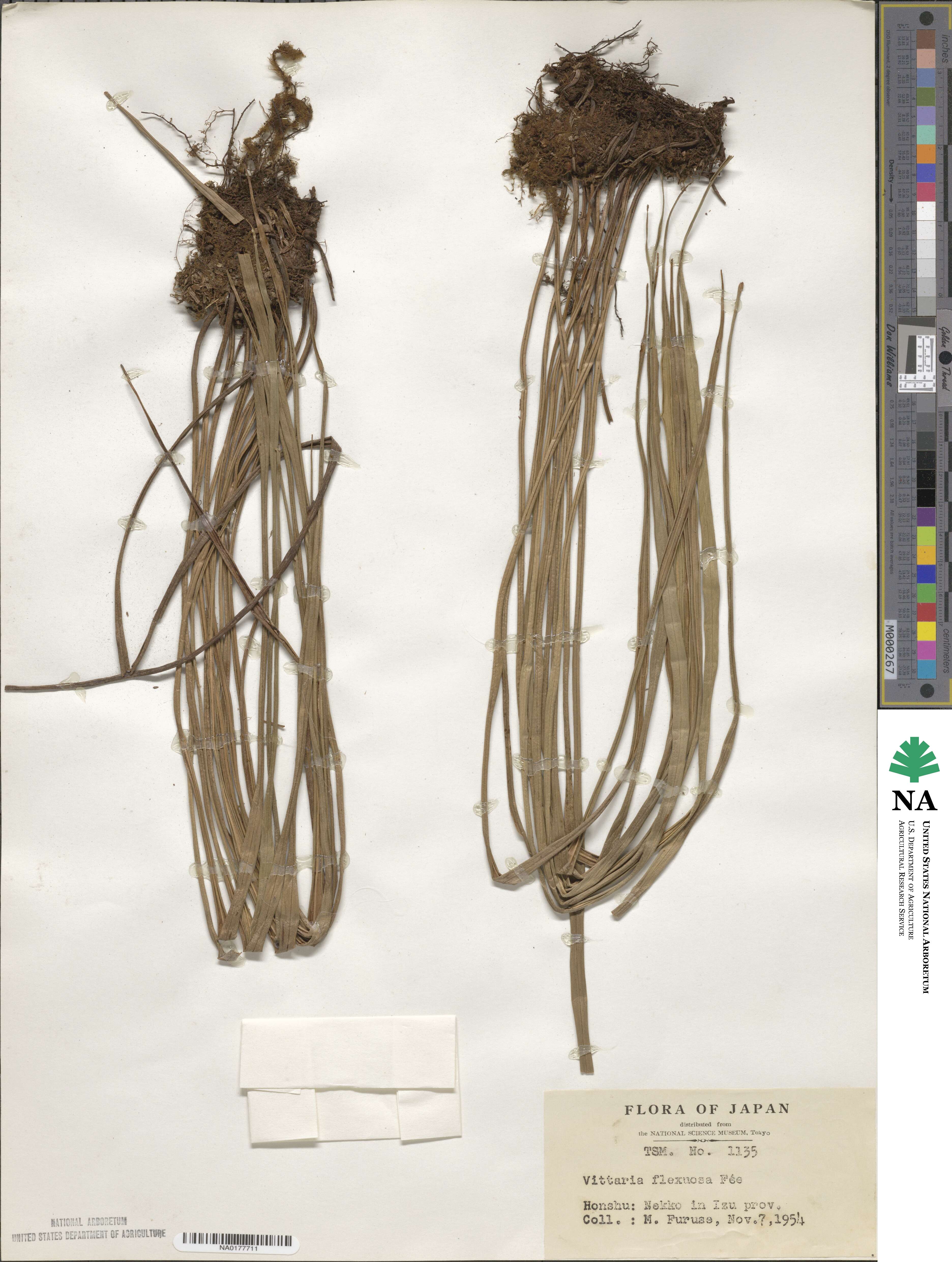 Haplopteris flexuosa image
