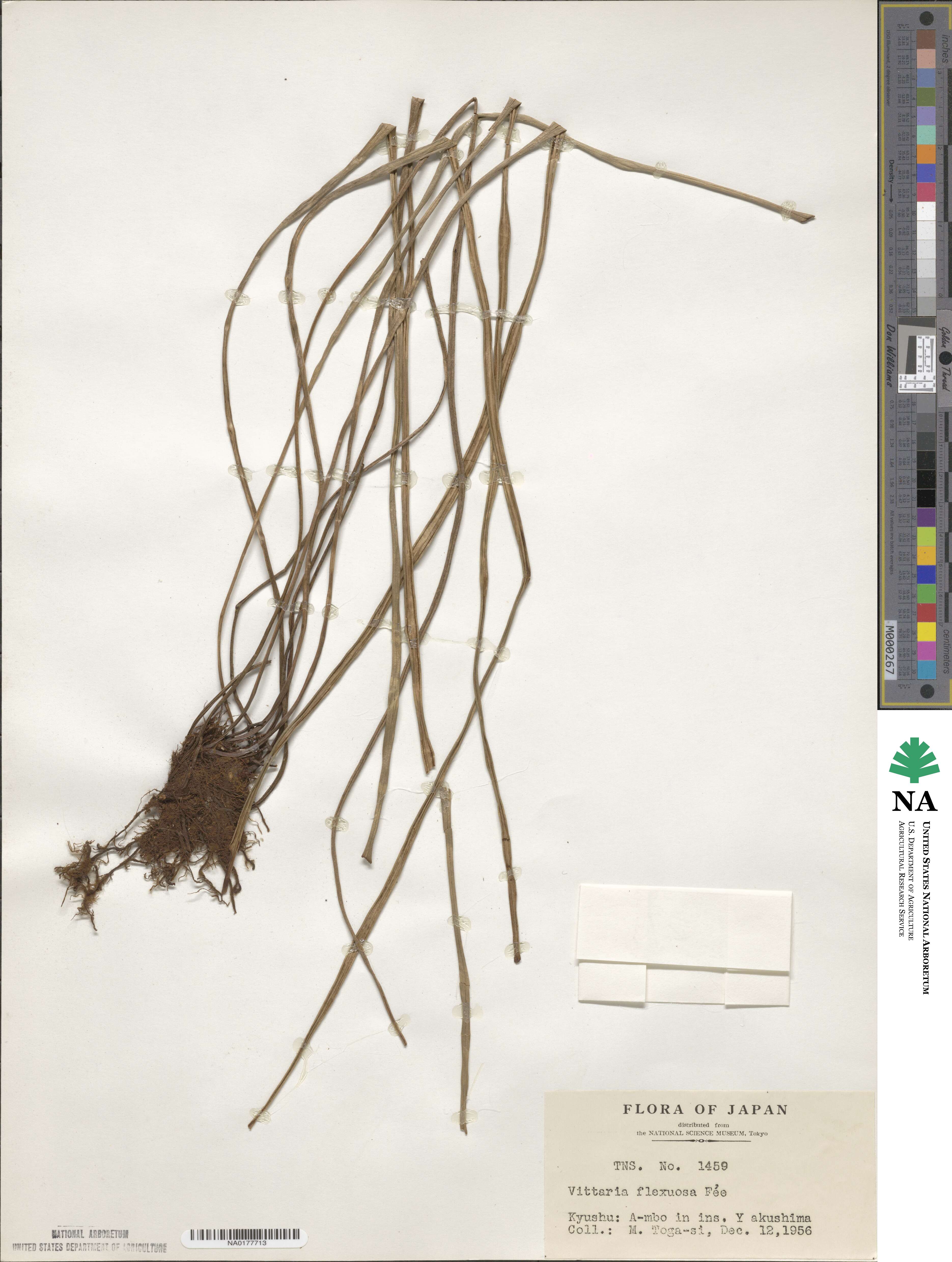 Haplopteris flexuosa image