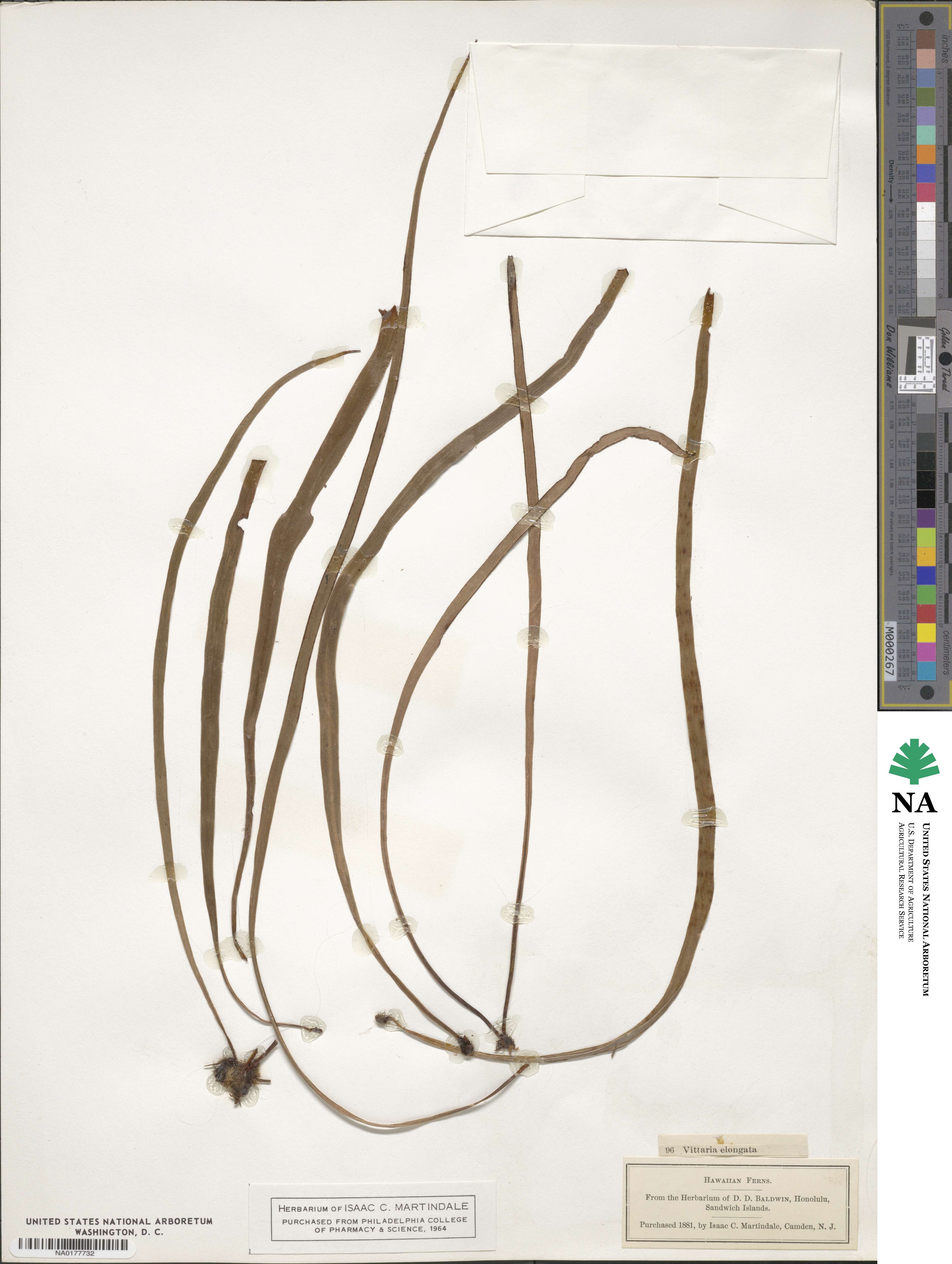 Haplopteris elongata image