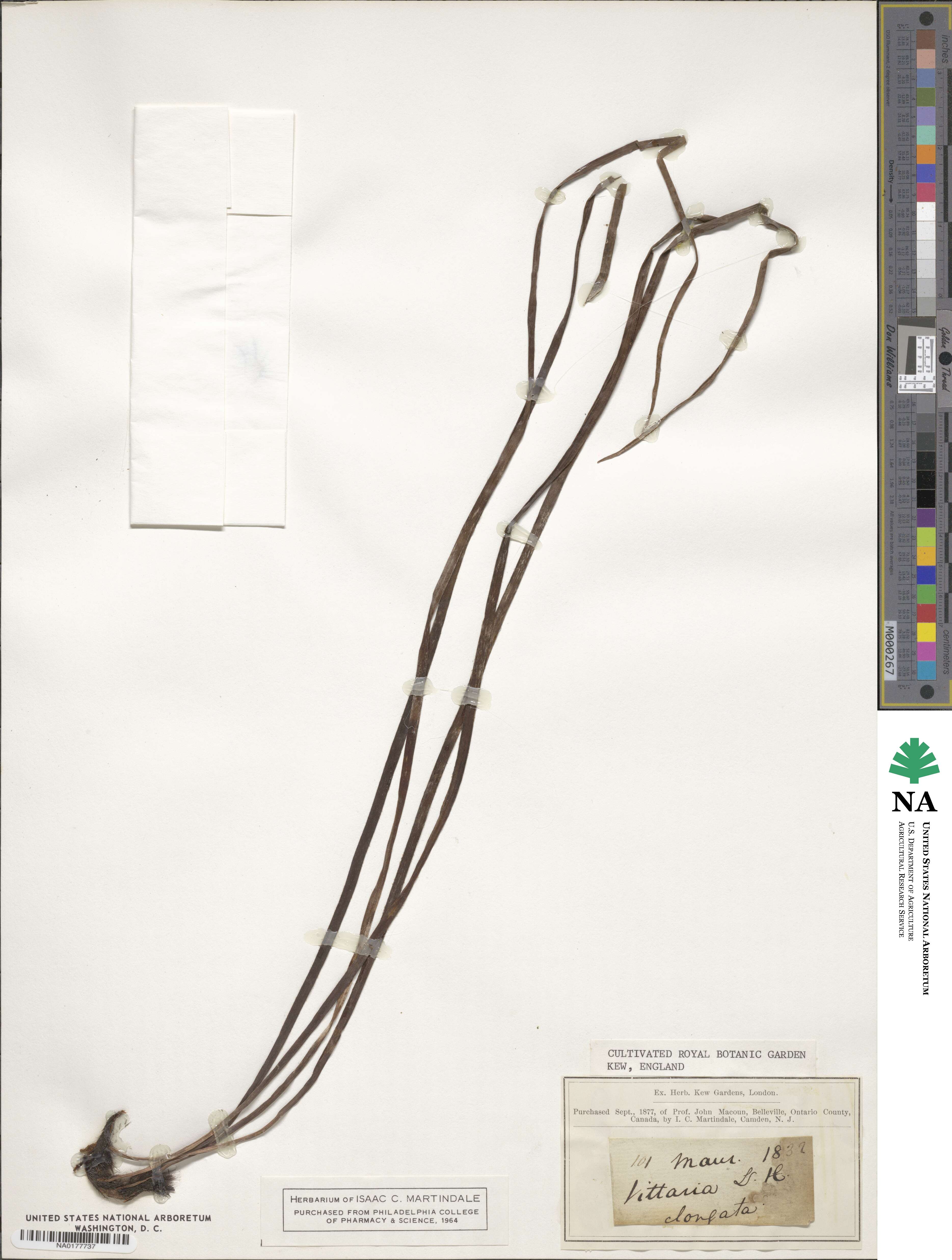 Haplopteris elongata image