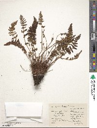 Image of Woodsia ilvensis