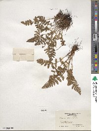 Woodsia ilvensis image