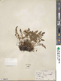 Woodsia ilvensis image