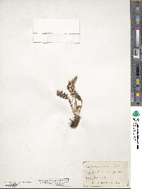 Woodsia ilvensis image