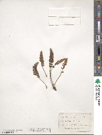 Woodsia ilvensis image