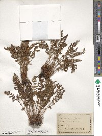 Woodsia ilvensis image