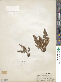 Woodsia ilvensis image