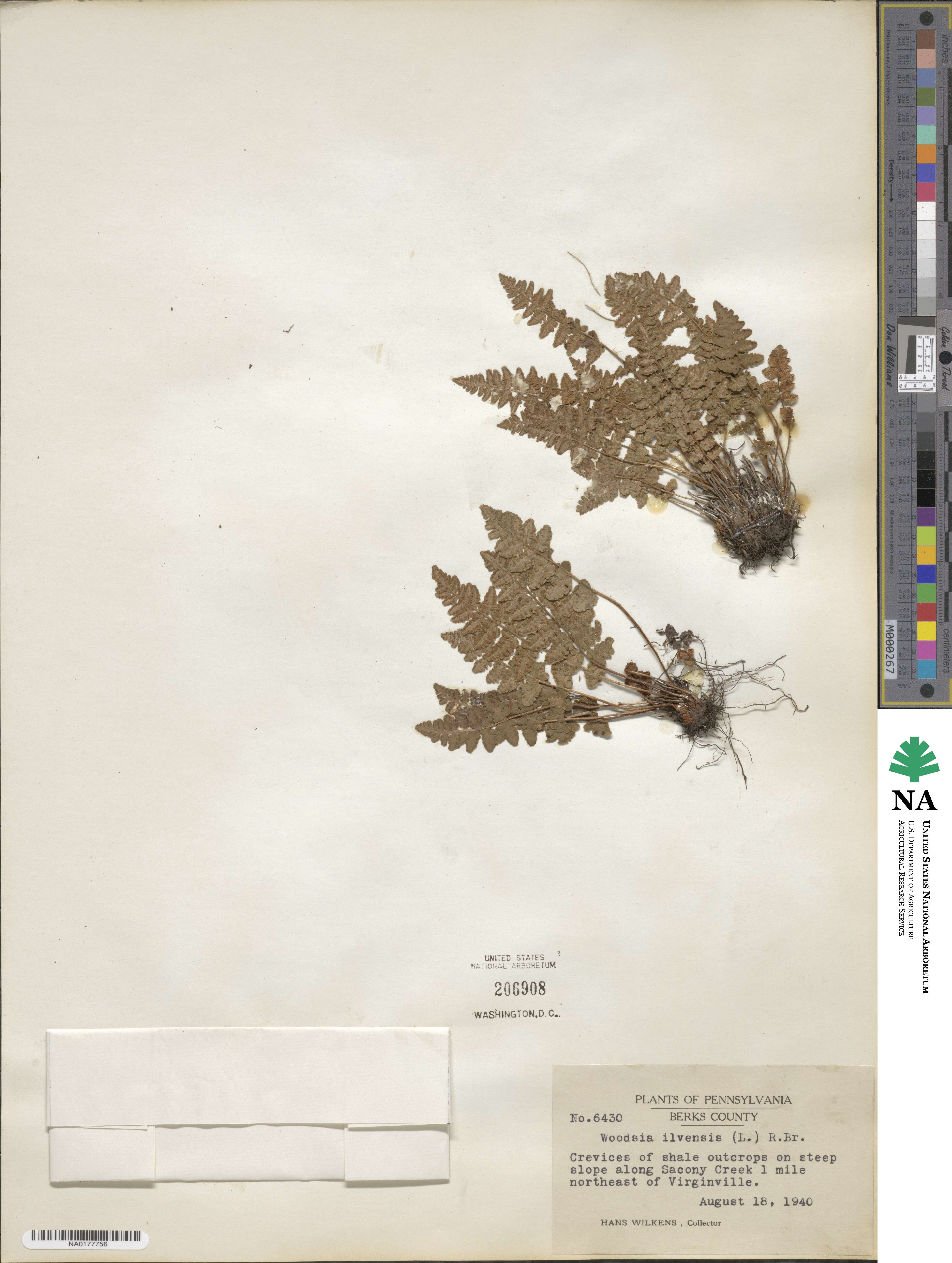 Woodsia ilvensis image