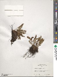 Woodsia ilvensis image