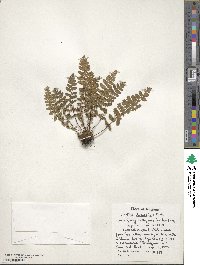 Woodsia ilvensis image