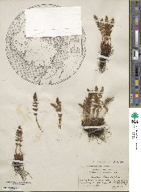 Woodsia ilvensis image