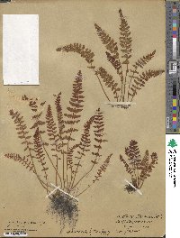 Woodsia ilvensis image