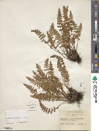 Woodsia ilvensis image