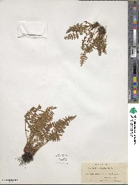 Woodsia ilvensis image