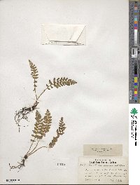 Woodsia ilvensis image