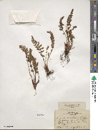 Woodsia ilvensis image