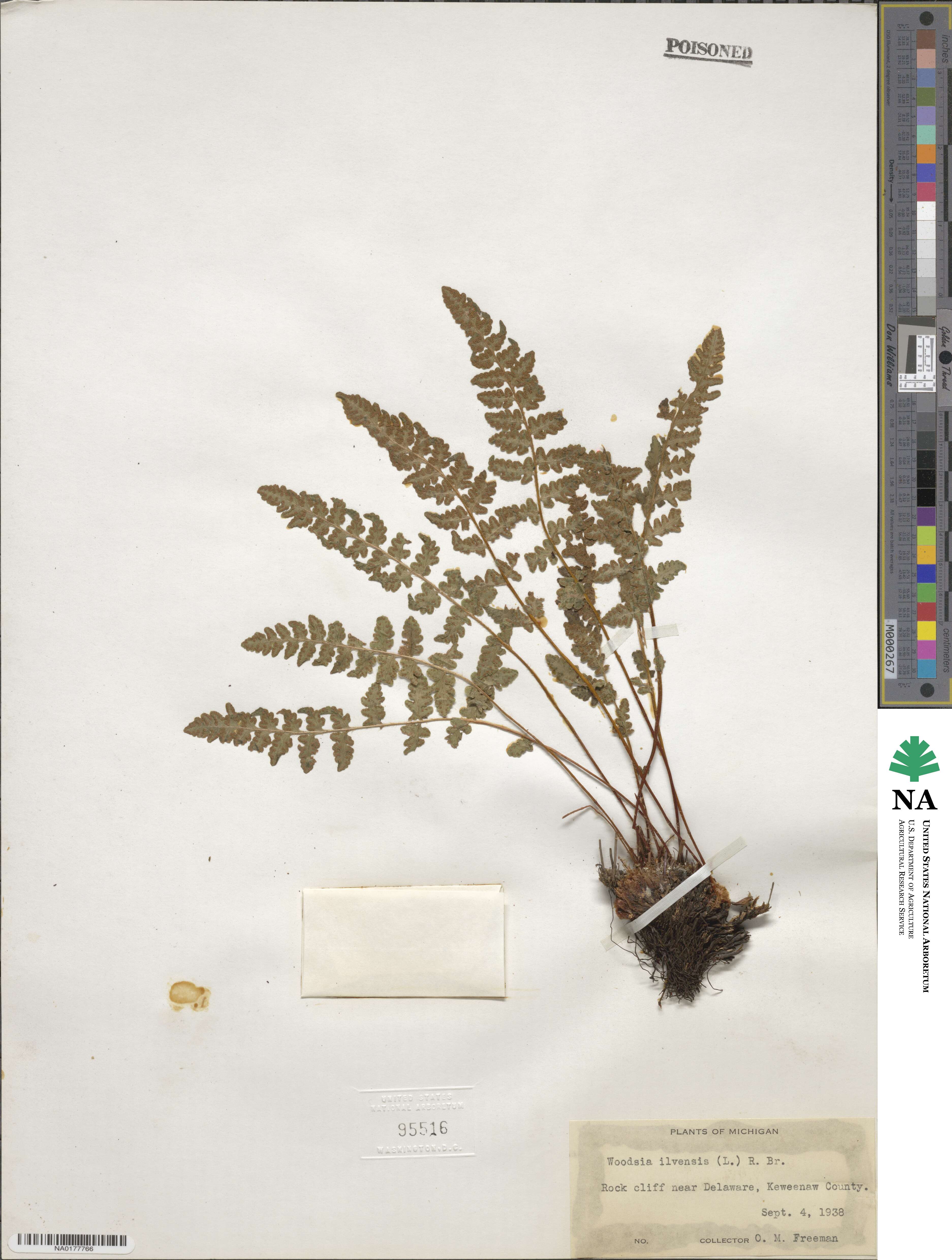 Woodsia ilvensis image