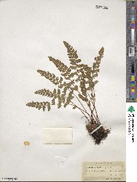 Woodsia ilvensis image