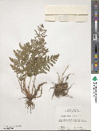 Physematium obtusum image