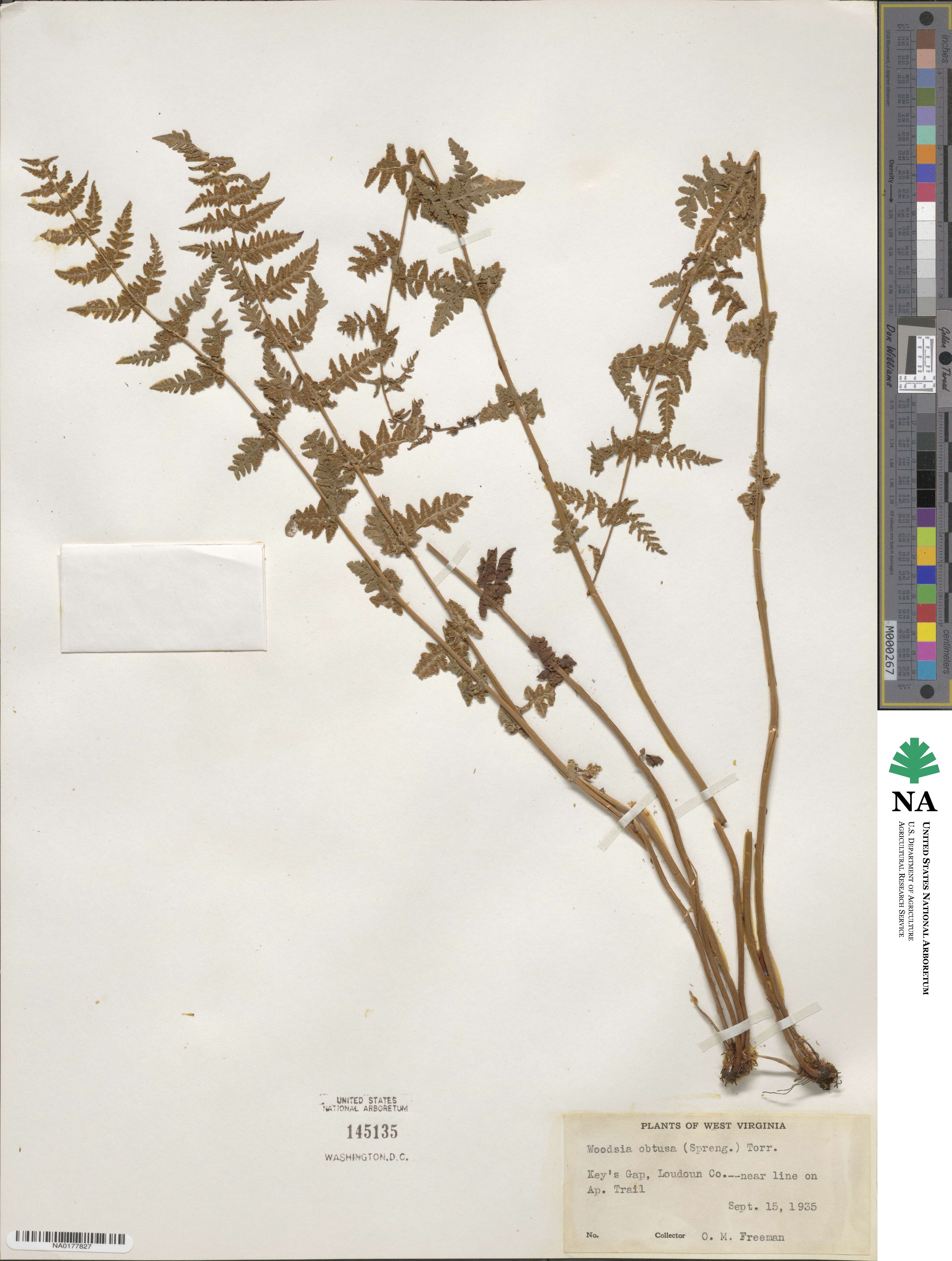 Physematium obtusum subsp. obtusum image