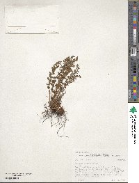 Physematium oreganum subsp. oreganum image