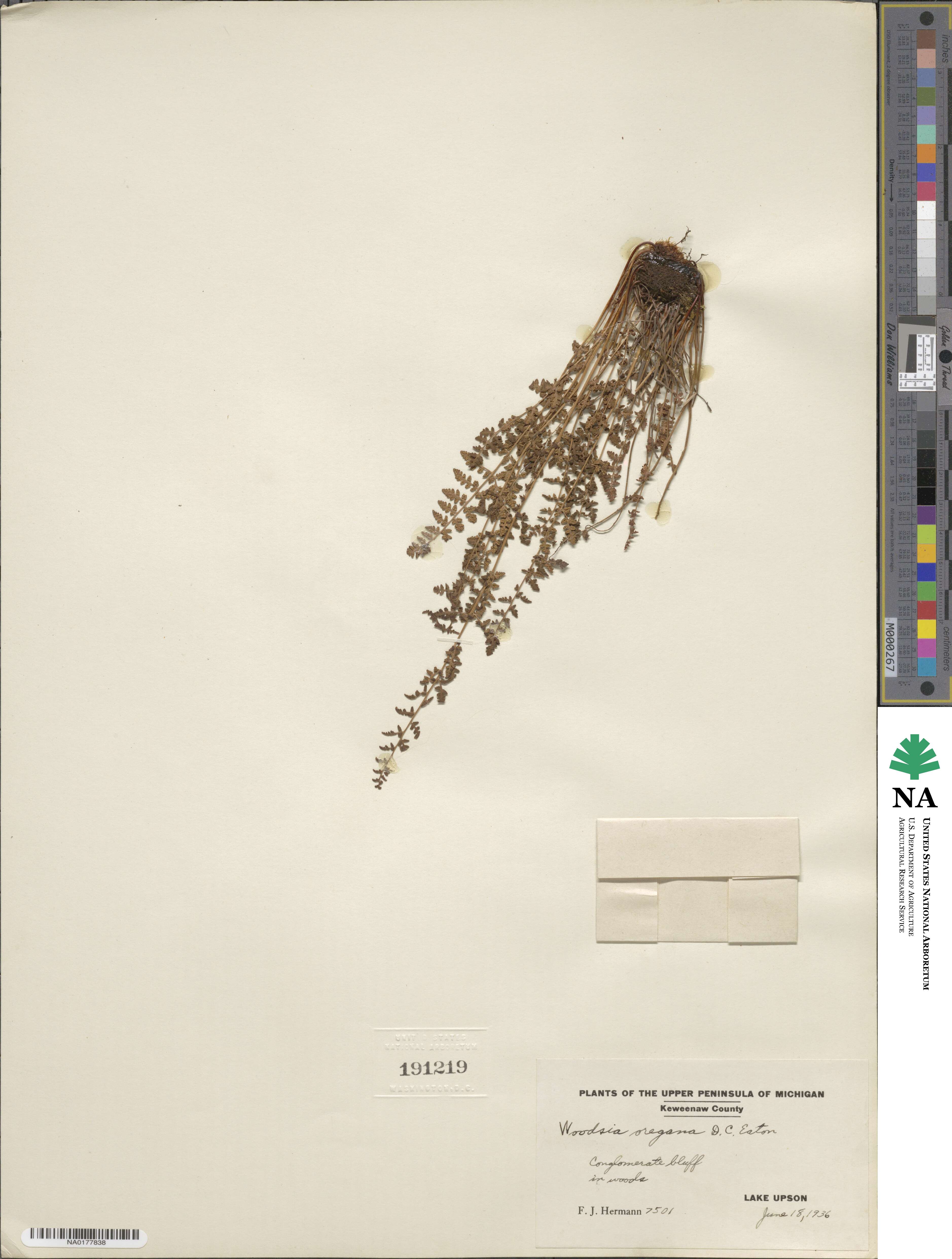 Physematium oreganum subsp. oreganum image